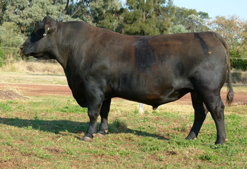 Raff Angus sire